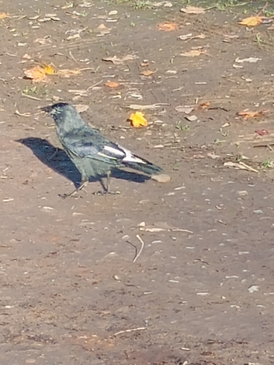 Eurasian Jackdaw - ML644825543