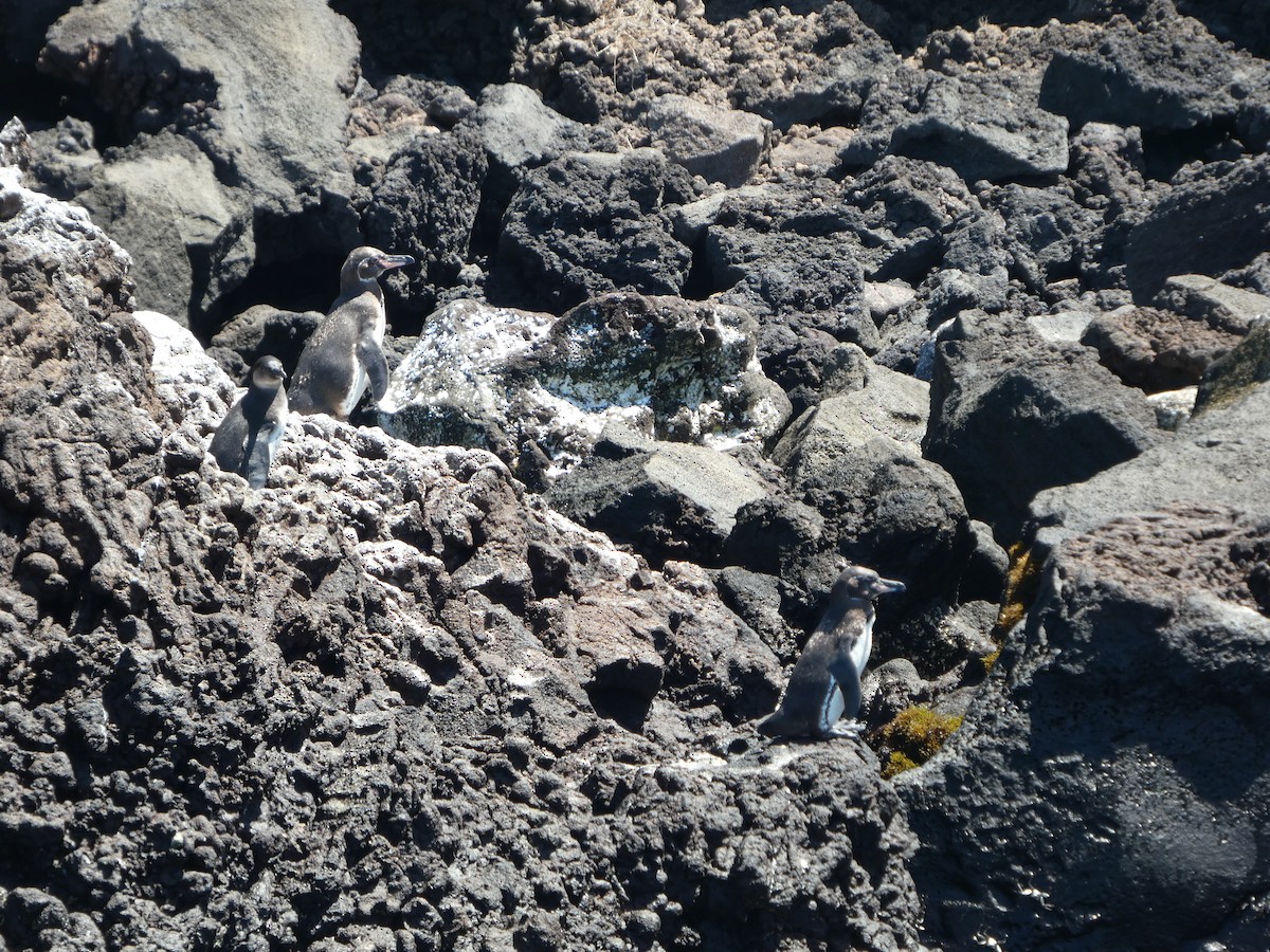 ガラパゴスペンギン - ML644825545