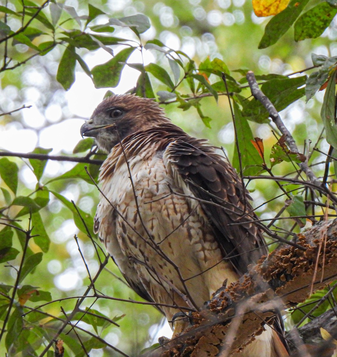 Red-tailed Hawk - ML644825548