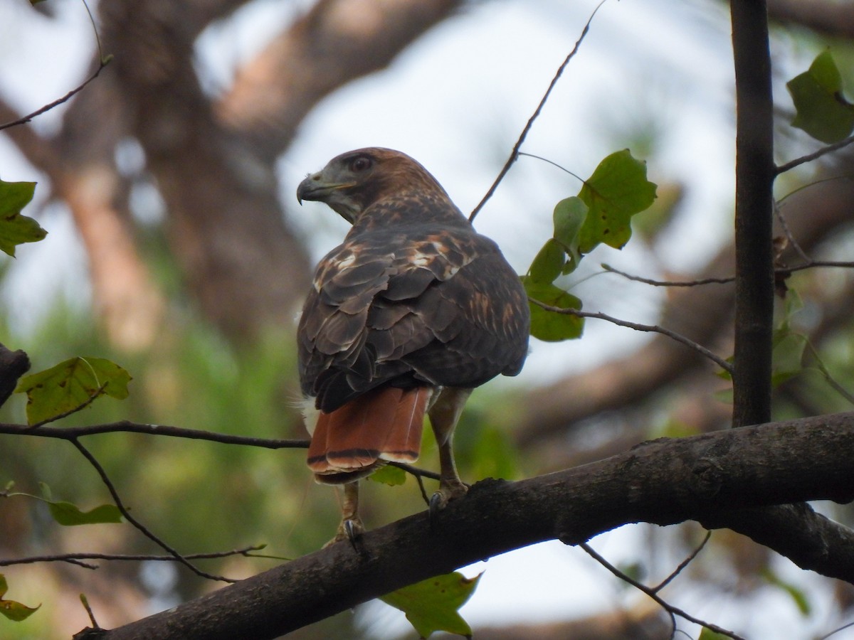 Red-tailed Hawk - ML644825549