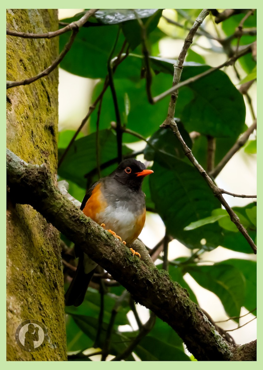 Taita Thrush - ML644825552