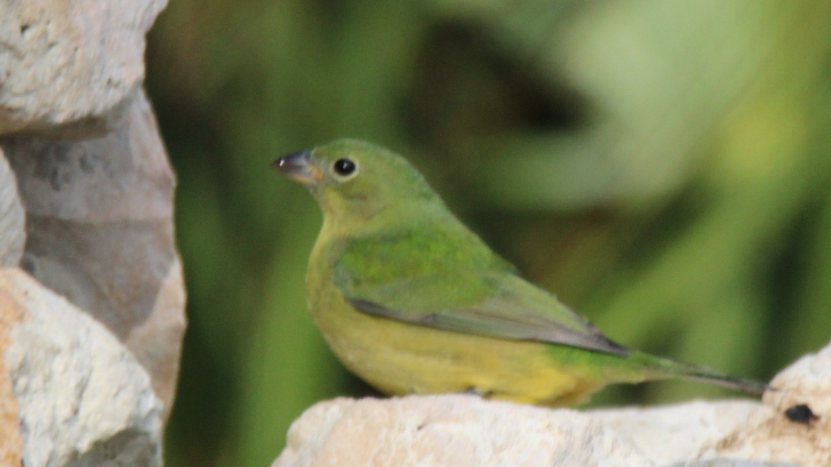 papežík zelenohřbetý - ML644825554