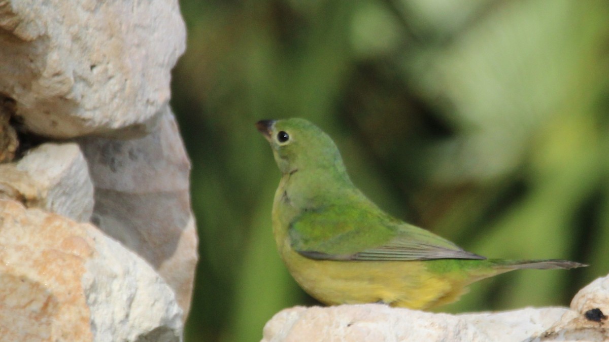 papežík zelenohřbetý - ML644825555