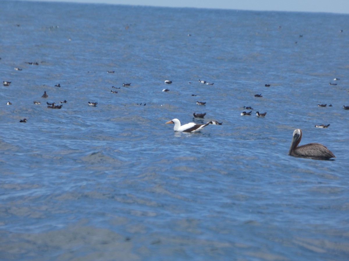 Nazca Booby - ML644825567