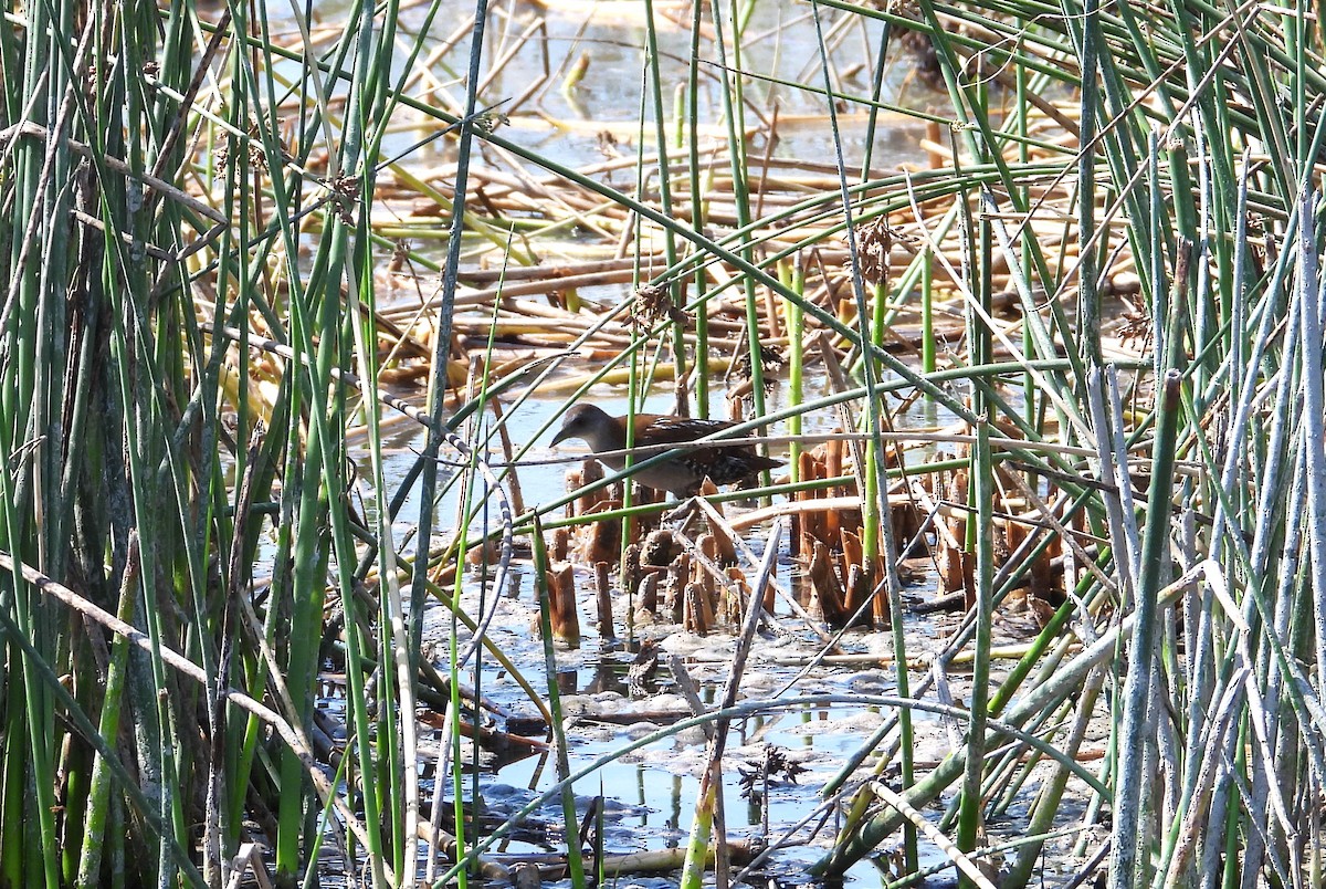 Baillon's Crake - ML644825577