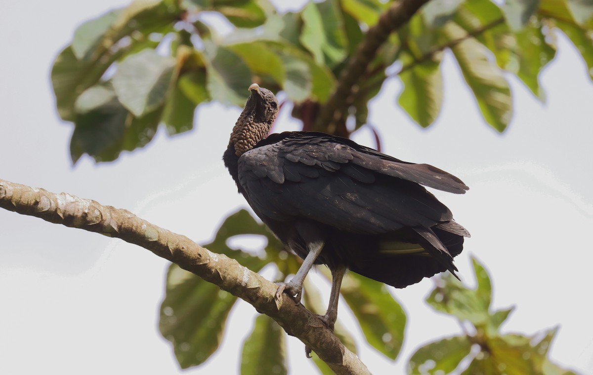 Чёрная катарта - ML644825580