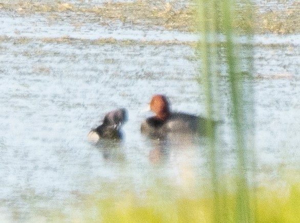 Redhead - ML644825590