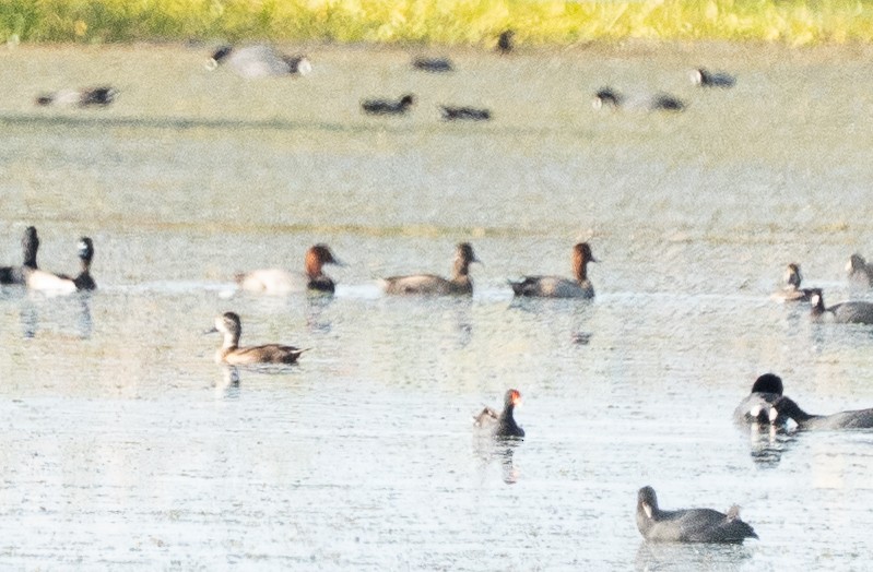 Redhead - ML644825591