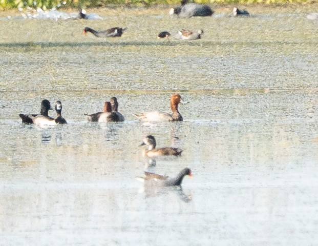 Redhead - ML644825592