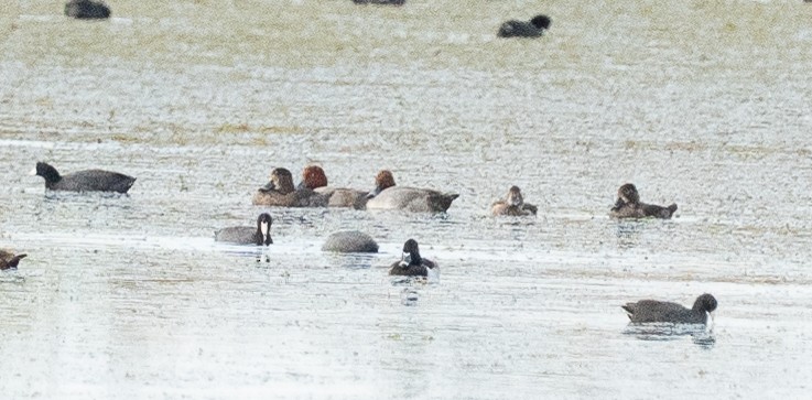 Redhead - ML644825593