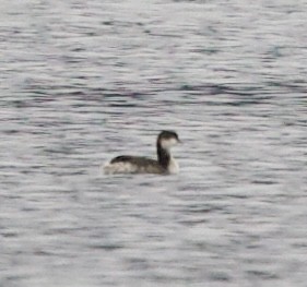 Txilinporta urrebelarria - ML644825595