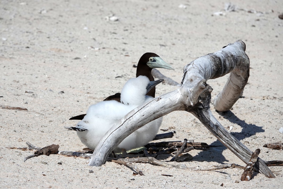 Brown Booby - ML644825596