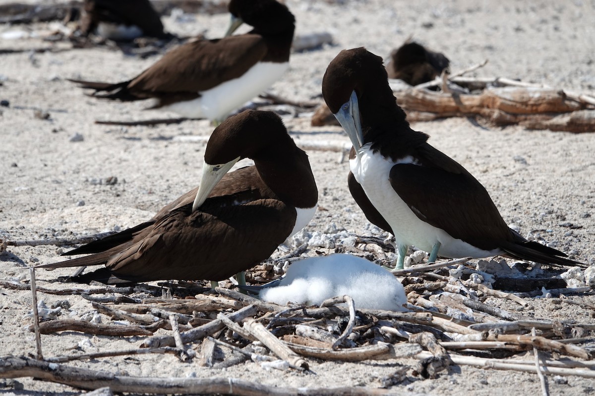 Brown Booby - ML644825597