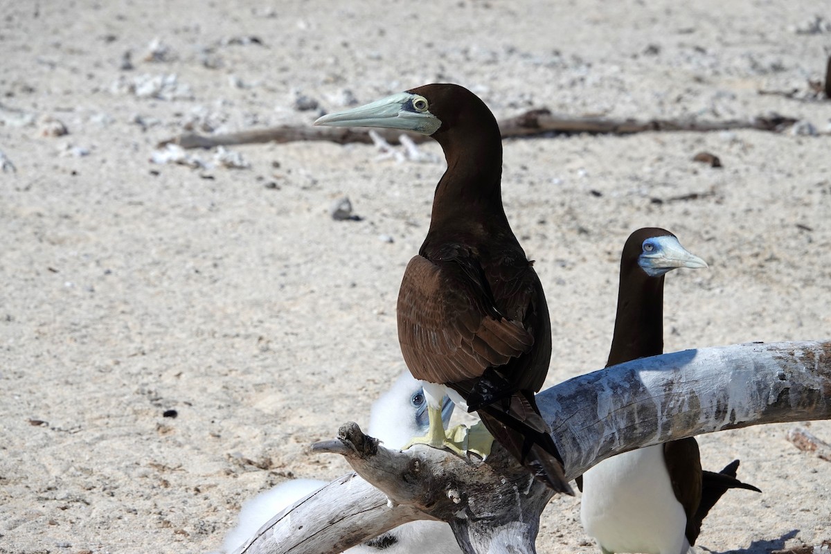 Brown Booby - ML644825598