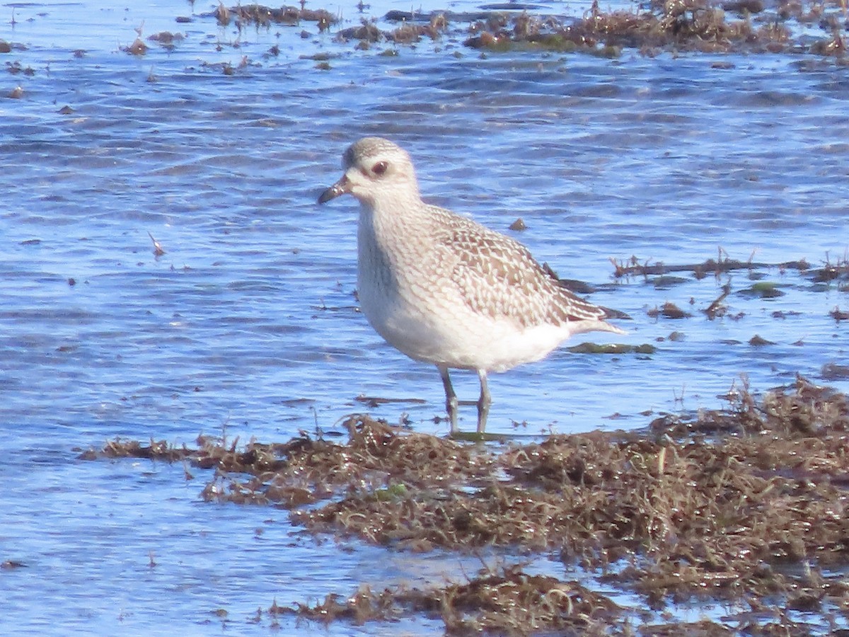 ダイゼン - ML644825613