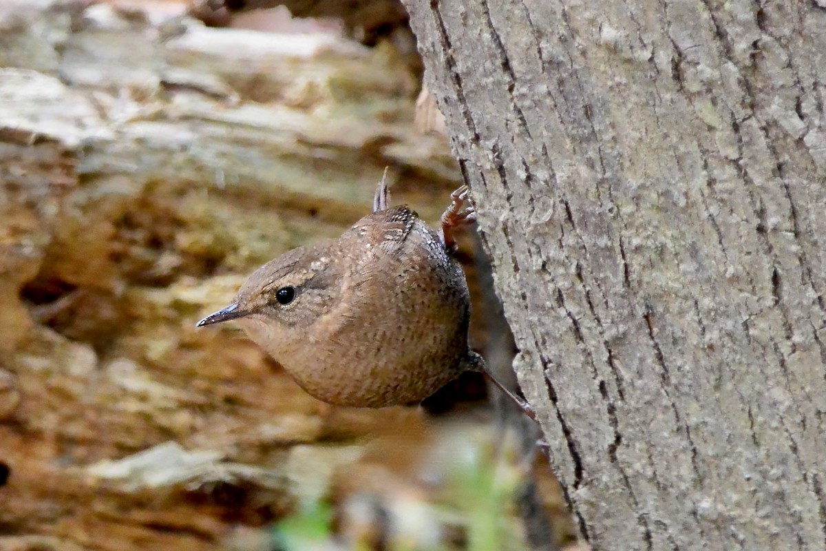 Winter Wren - ML644825619