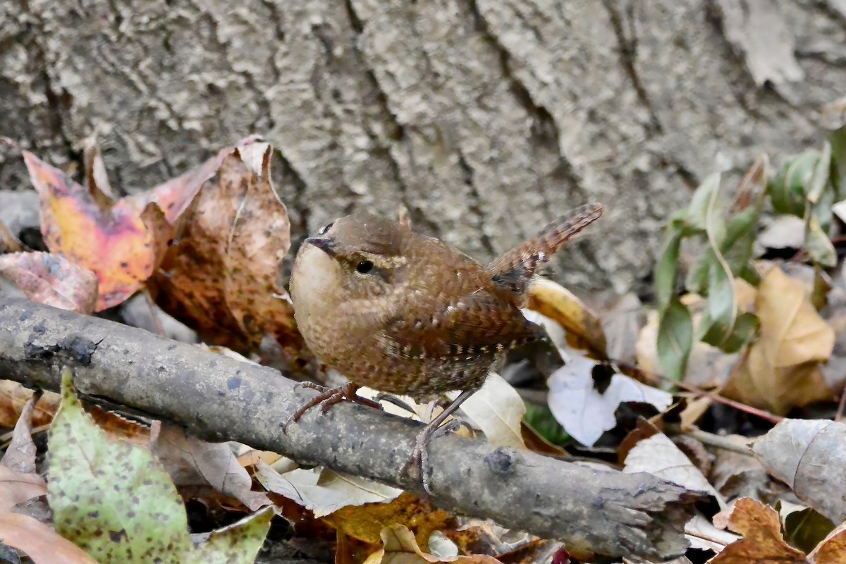 Winter Wren - ML644825620