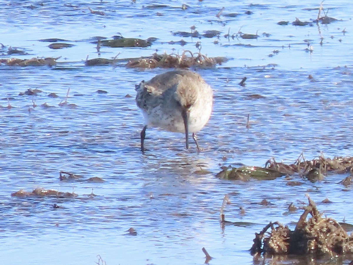 Dunlin - ML644825622