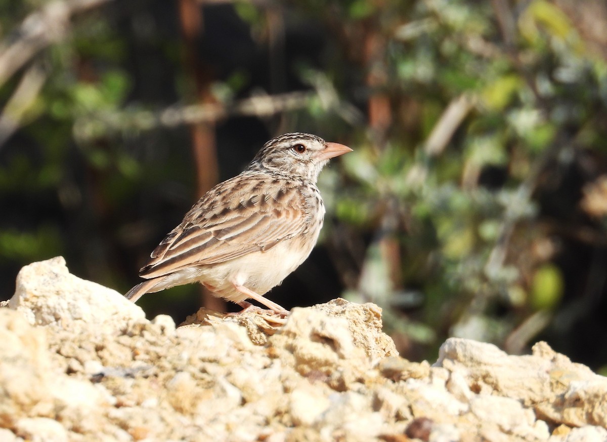 Madagascar Lark - ML644825626