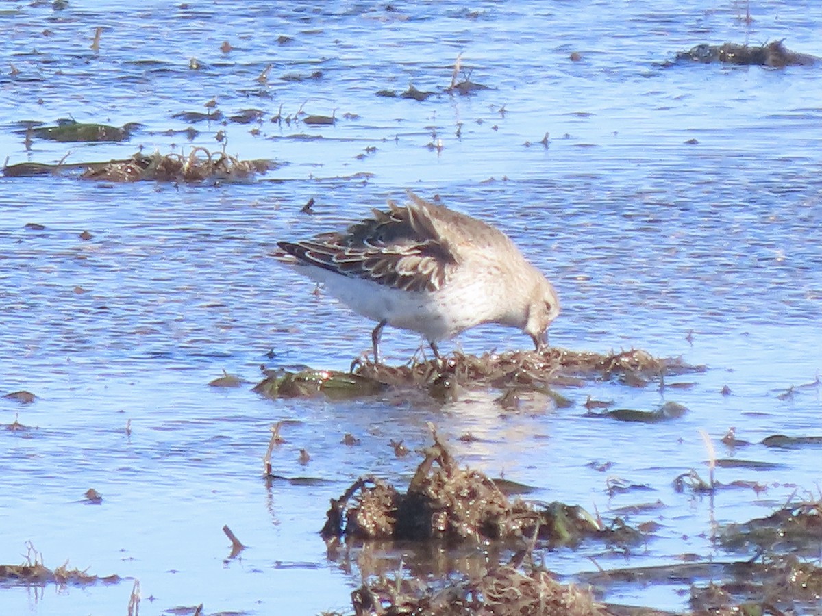 Dunlin - ML644825627