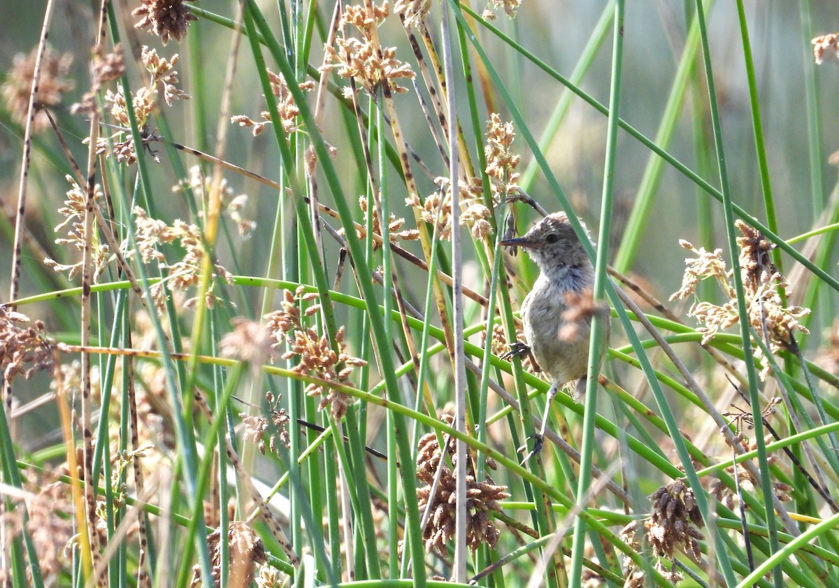 Madagascar Swamp Warbler - ML644825631