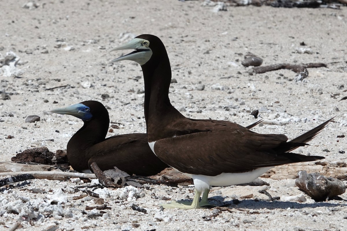 Brown Booby - ML644825633