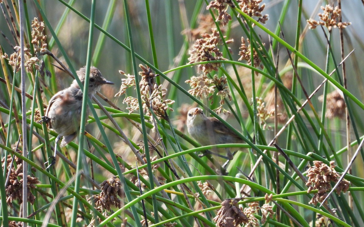 Madagascar Swamp Warbler - ML644825636
