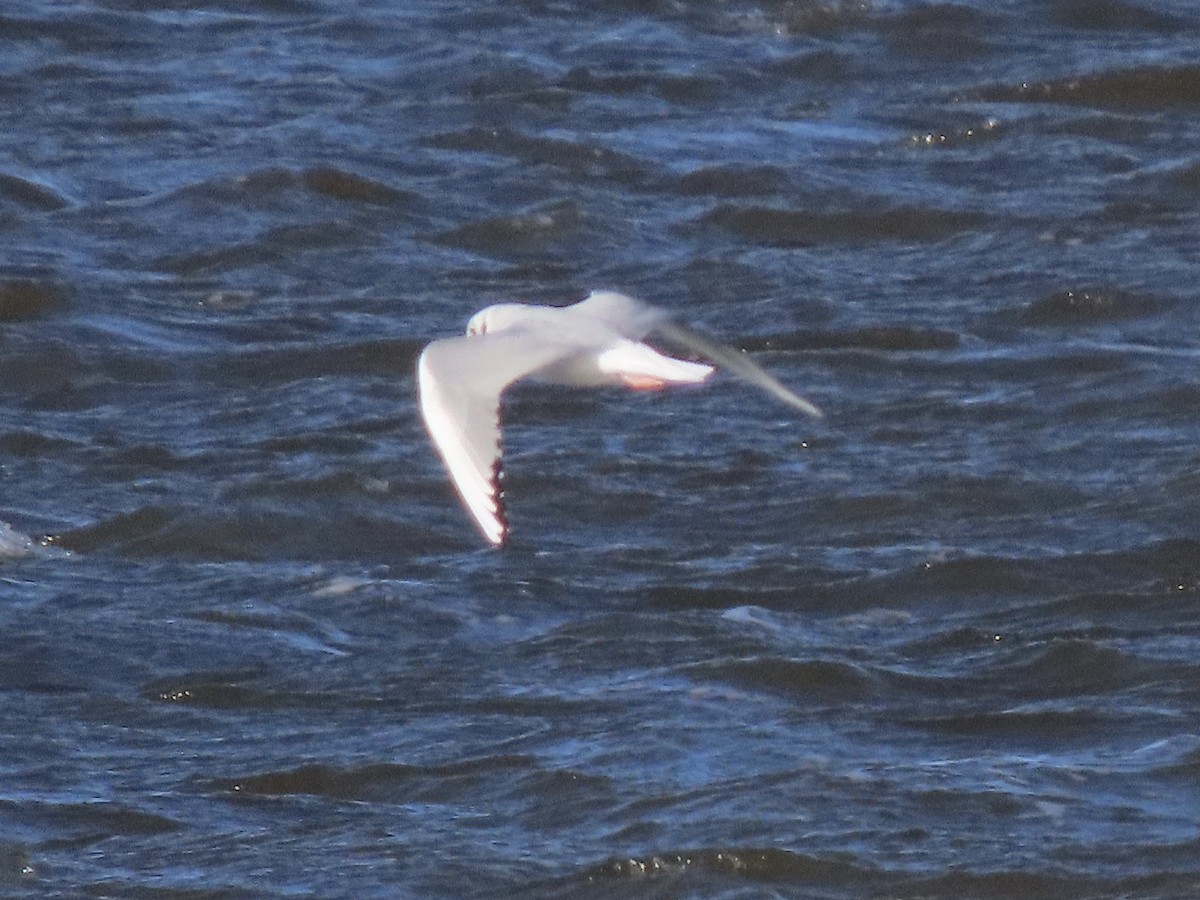 Bonaparte's Gull - ML644825639