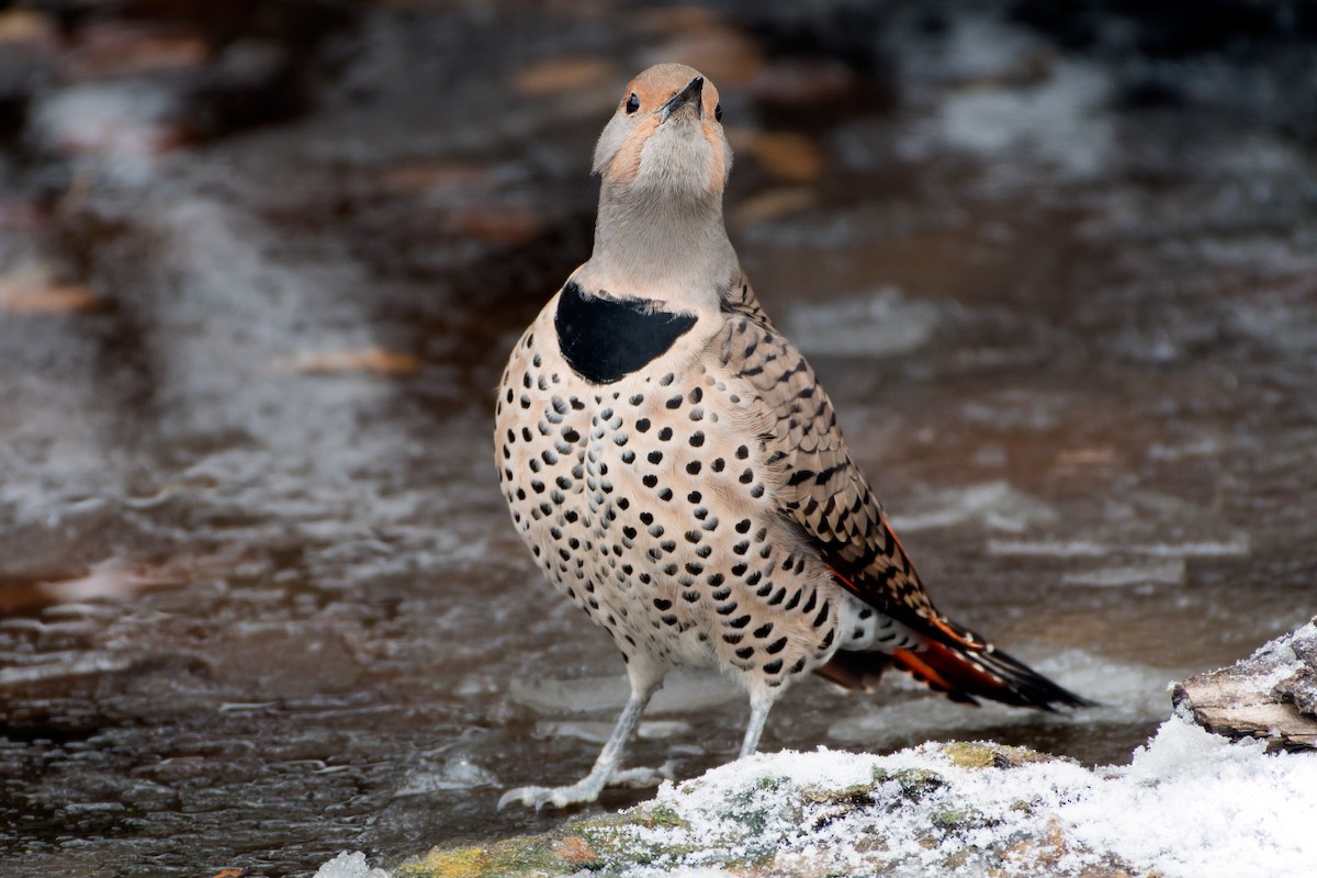 datel zlatý [skupina cafer] - ML644825641