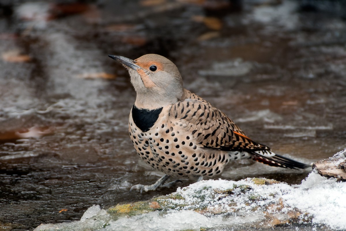 datel zlatý [skupina cafer] - ML644825642