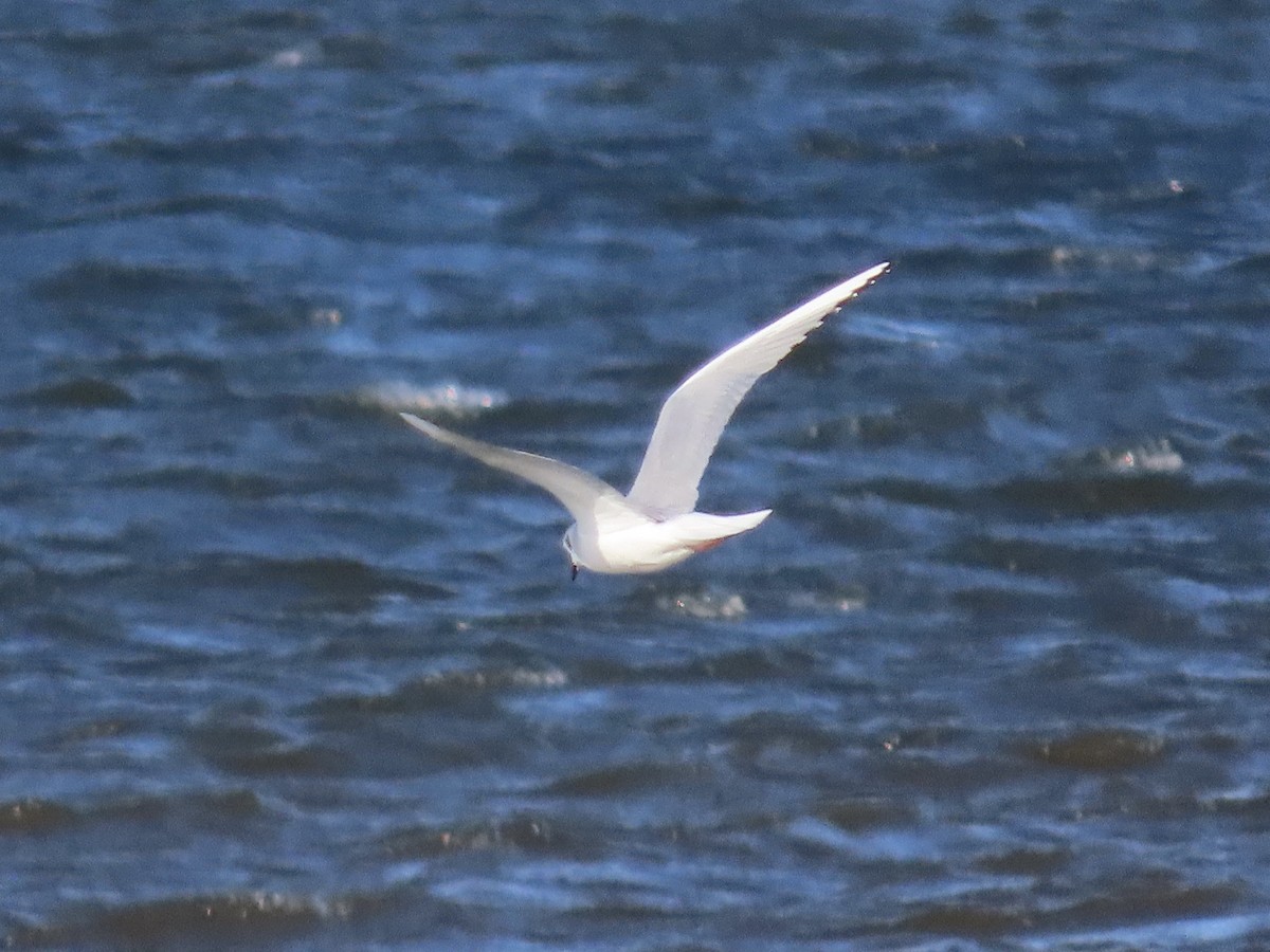 Bonaparte's Gull - ML644825648