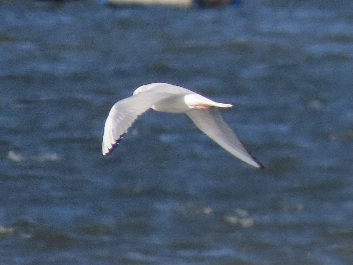 Bonaparte's Gull - ML644825650