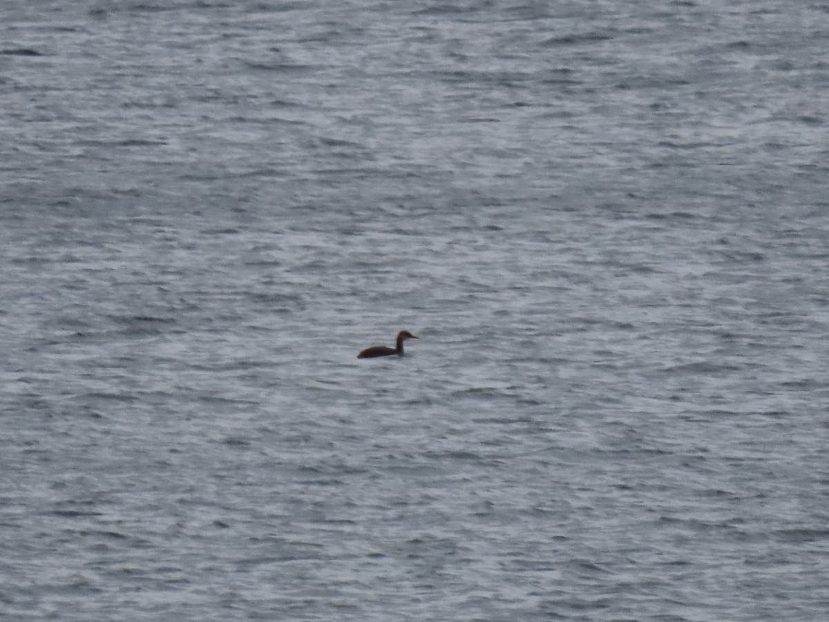 טבלן אפור-לחיים - ML644825651