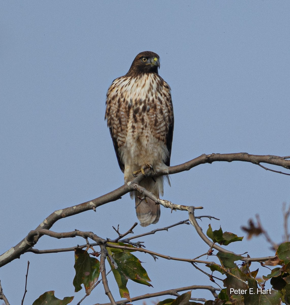 káně rudochvostá - ML644825655