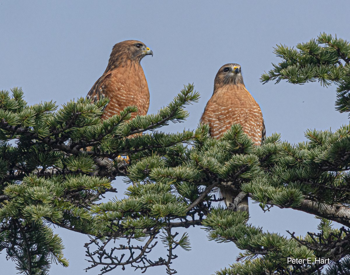 káně páskovaná - ML644825656