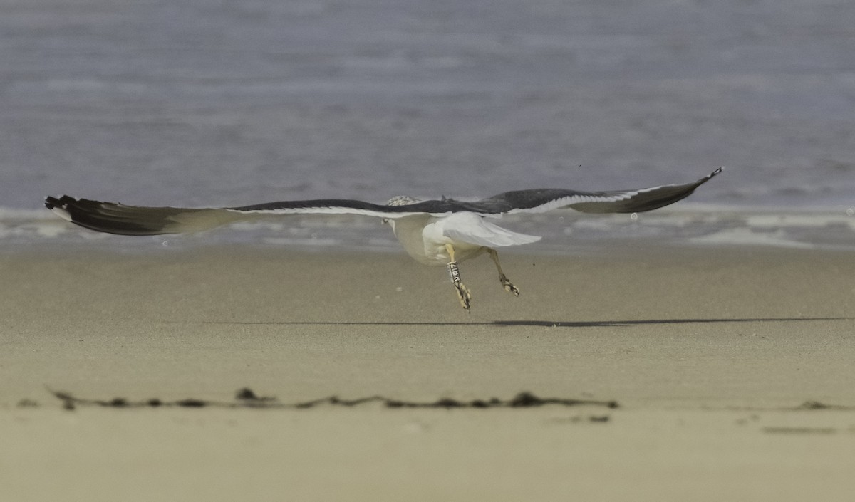 Lesser Black-backed Gull - ML644825657