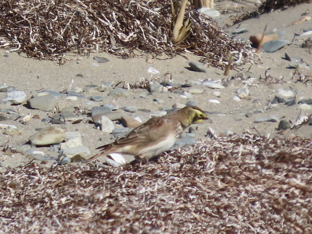 Horned Lark - ML644825658