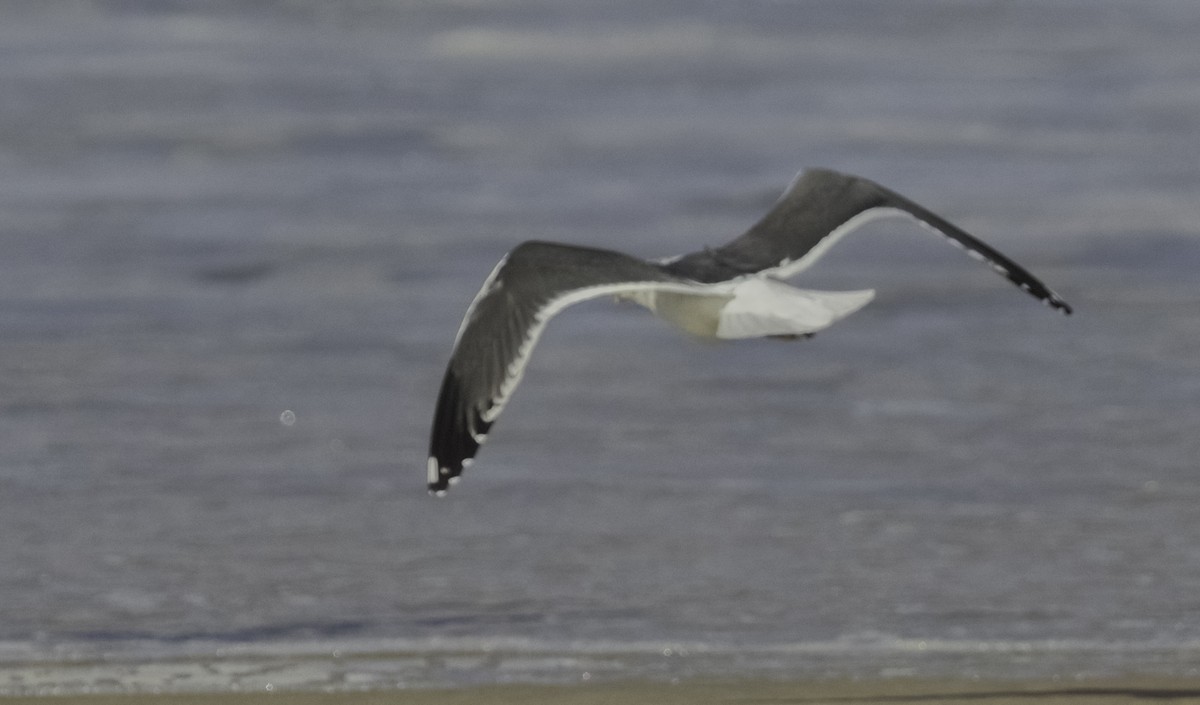 Lesser Black-backed Gull - ML644825659