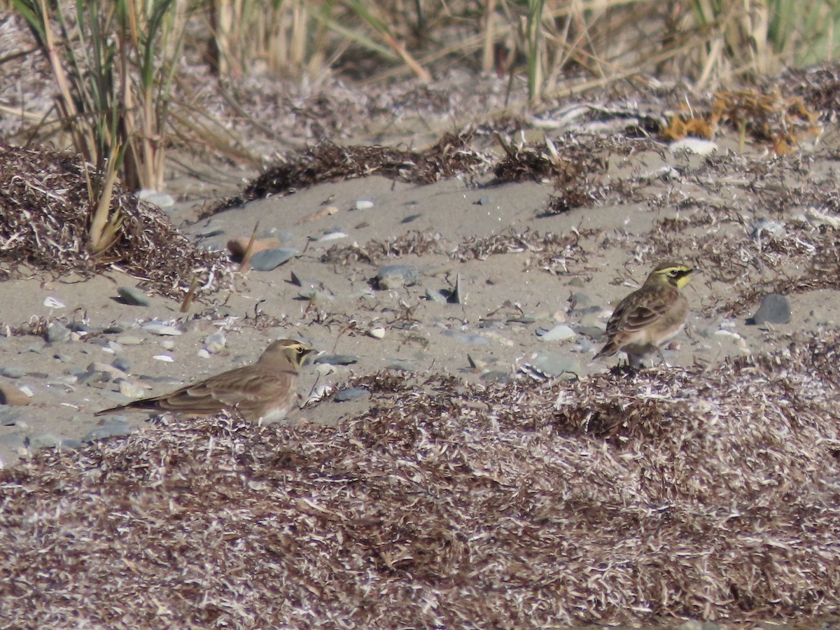 Horned Lark - ML644825673