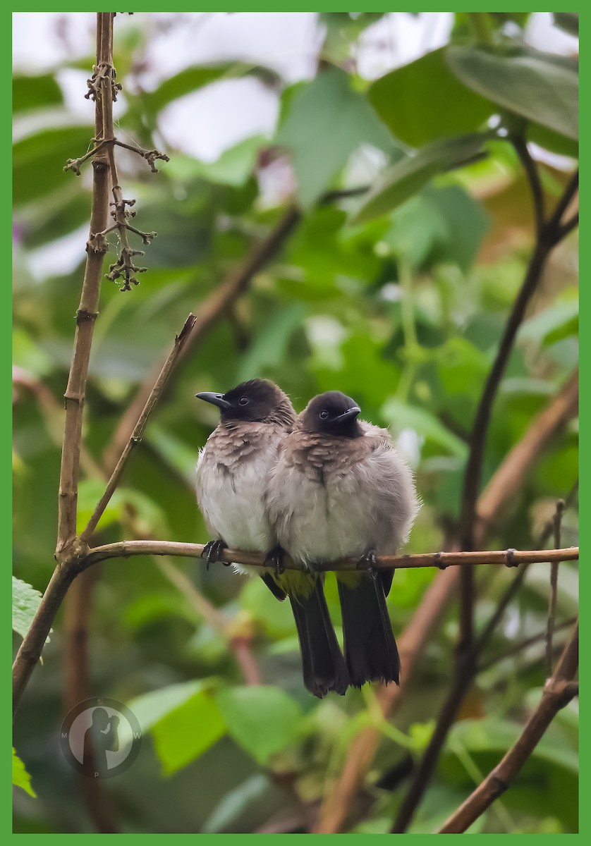 Common Bulbul - ML644825680