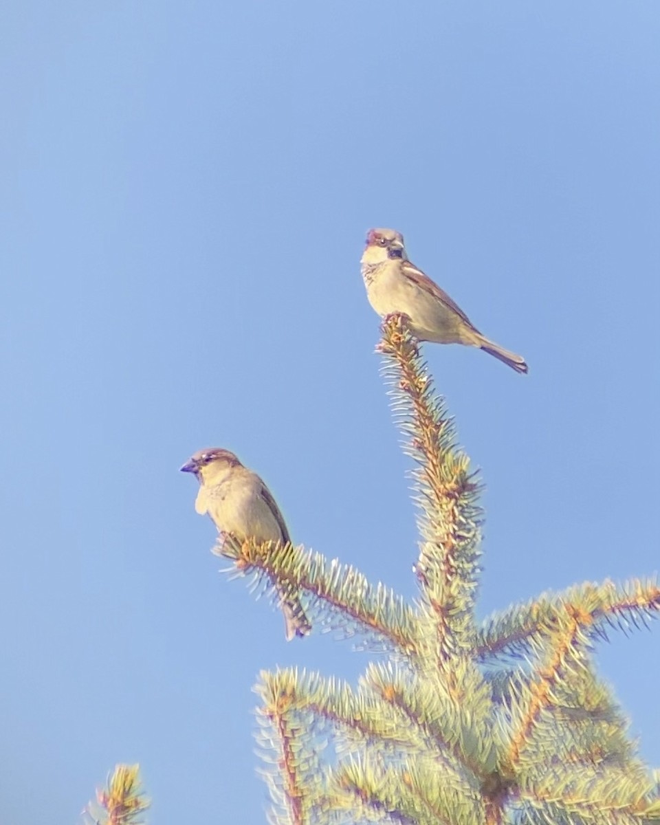 House Sparrow - ML644825681