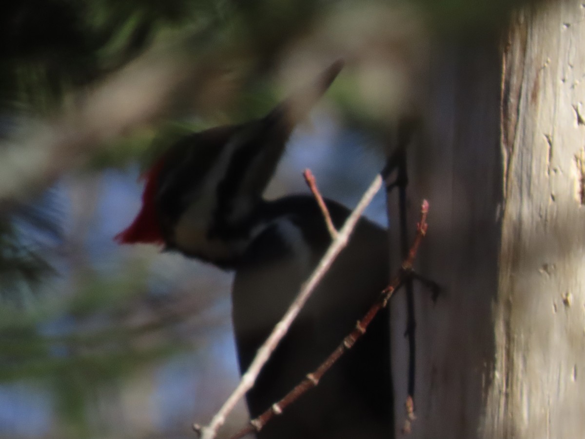 Pileated Woodpecker - ML644825684