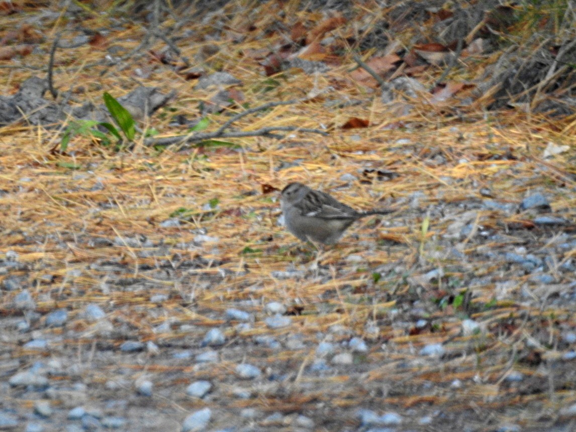 strnadec bělopásý - ML644825686