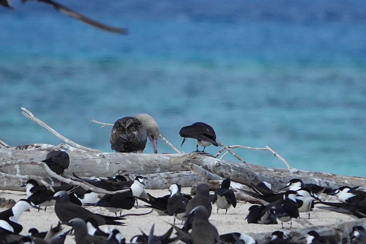 Red-footed Booby - ML644825687