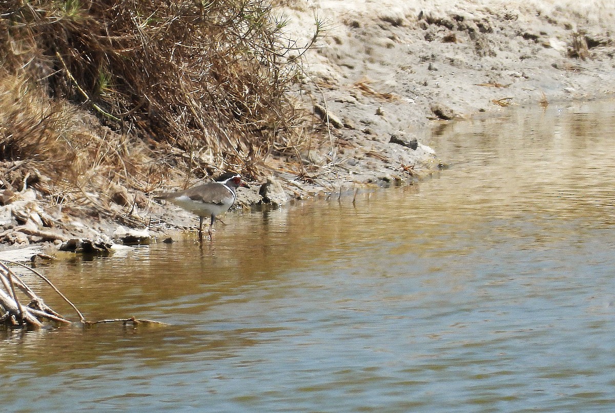 Three-banded Plover - ML644825689