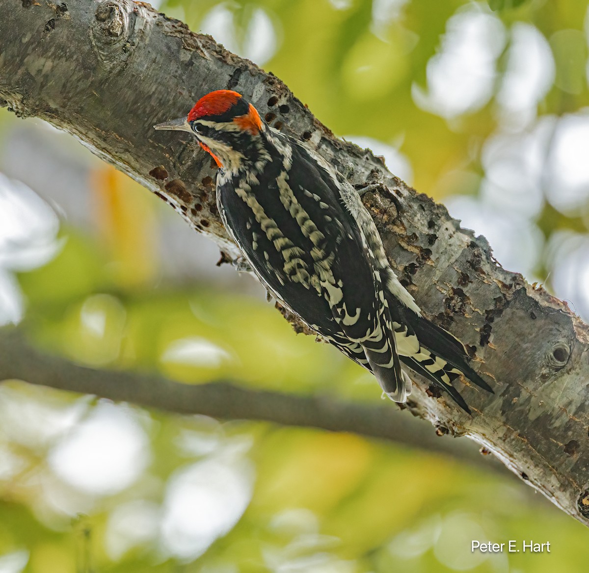 datel rudošíjný - ML644825695