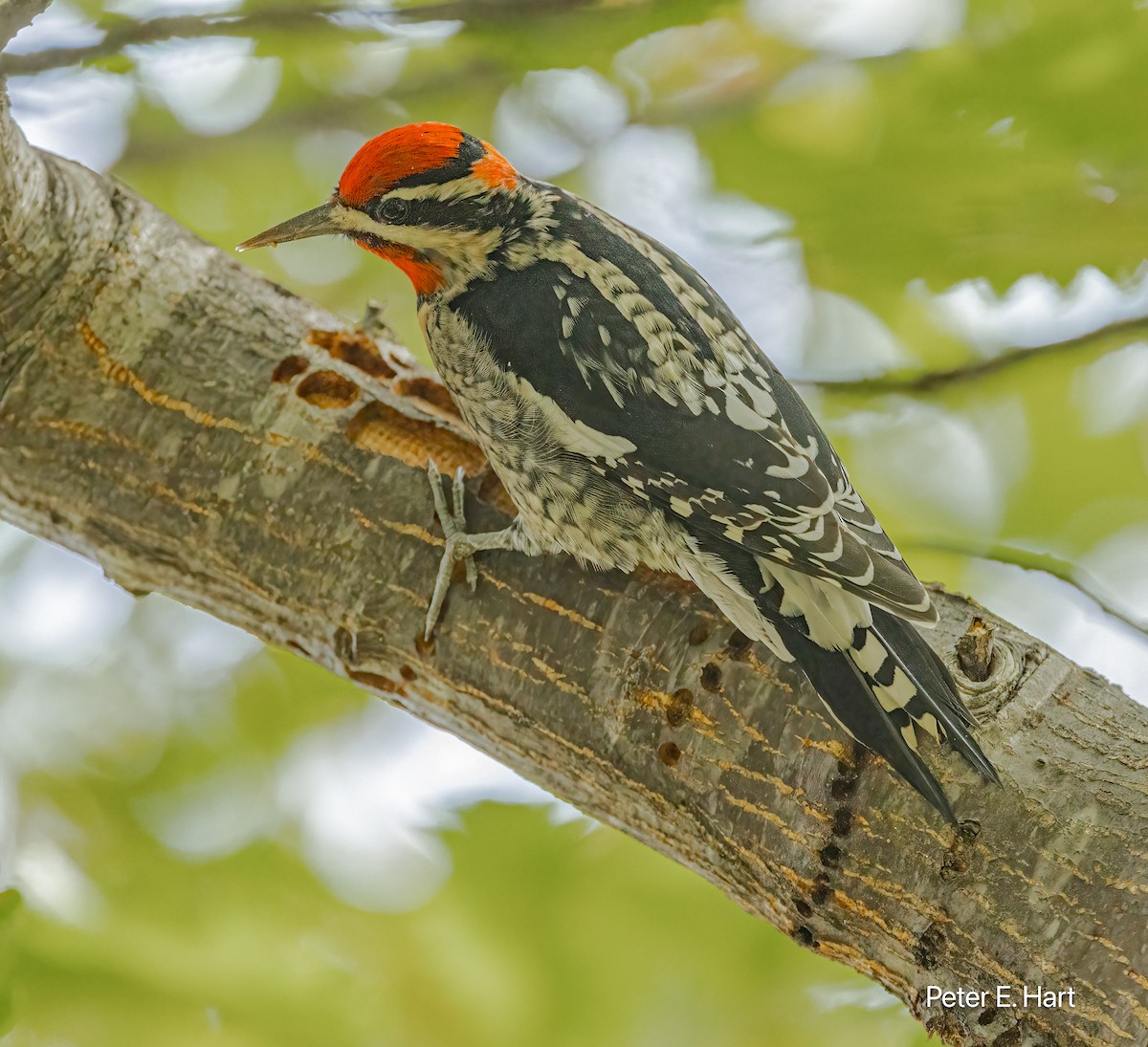 datel rudošíjný - ML644825696