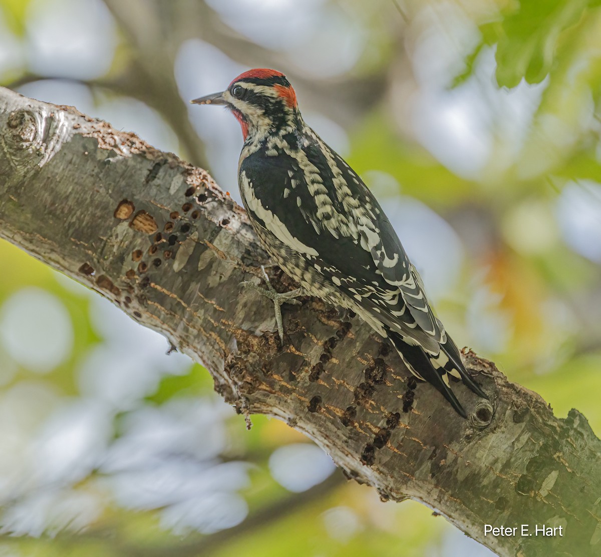 datel rudošíjný - ML644825697