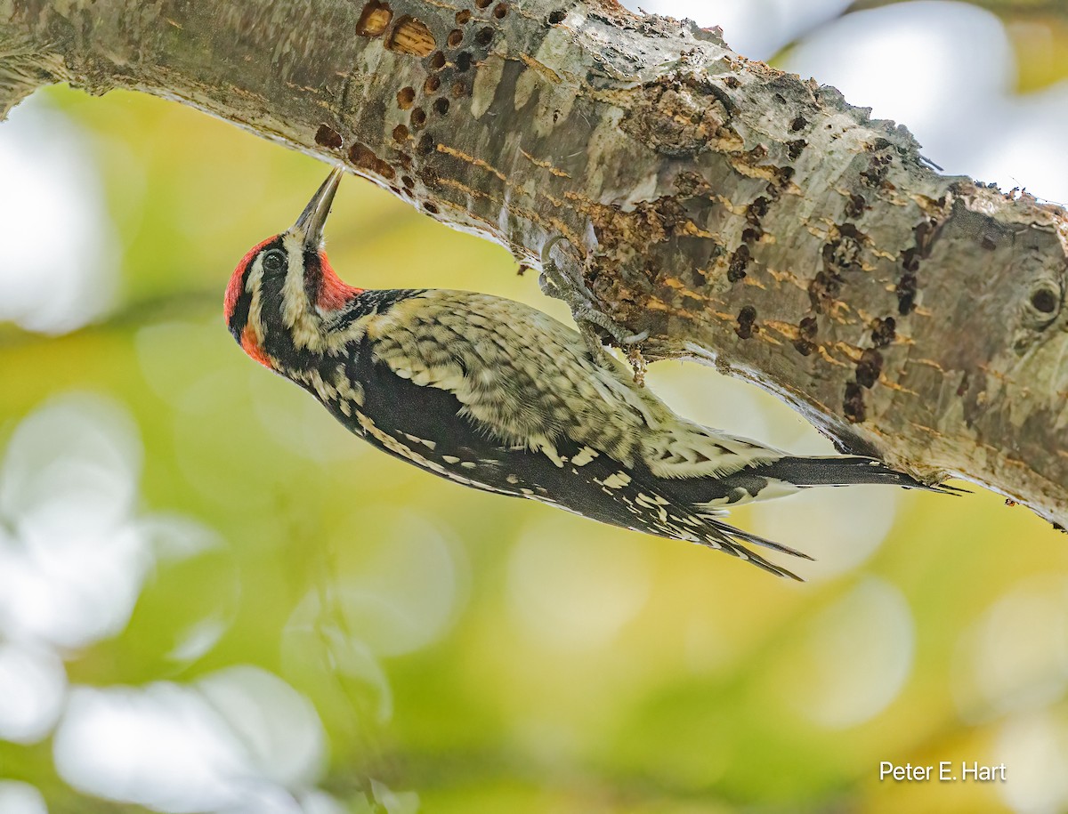 datel rudošíjný - ML644825698