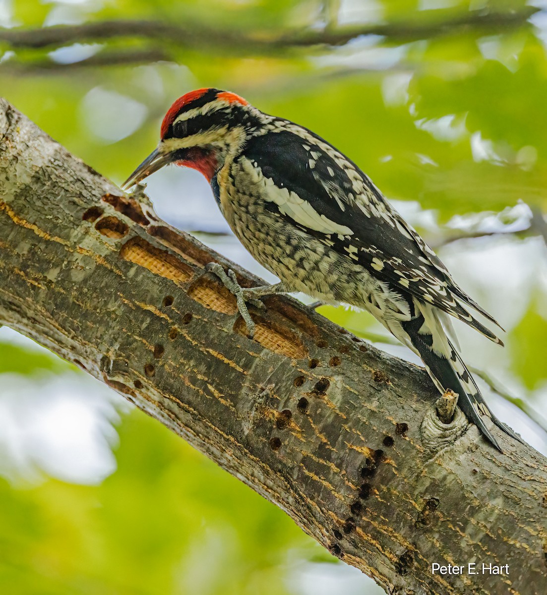 datel rudošíjný - ML644825699